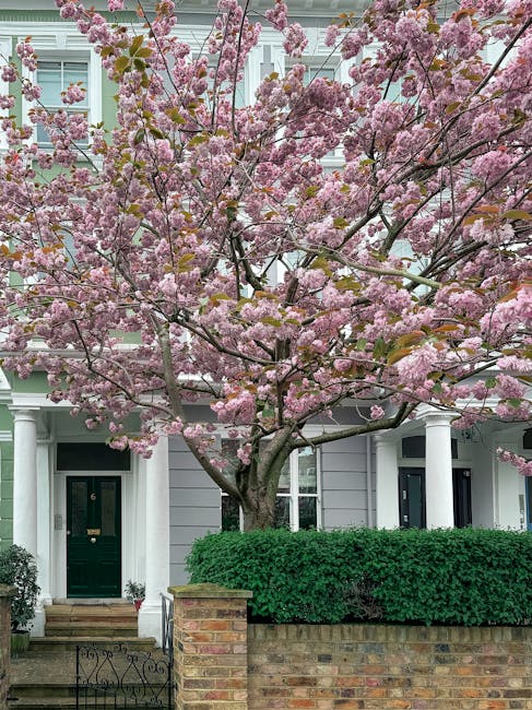 A front garden featuring a large flowering cherry blossom tree with light pink blooms and dark branches, situated in front of a traditional two-storey house with white external walls and large windows. The garden is bordered by a well-maintained, dense green hedge and a low brick wall with a small brick pillar near the entrance. The sidewalk has a black wrought iron gate, and the house entrance has a dark green door with brass fittings, framed by white columns supporting a porch roof. The scene is illuminated by natural daylight, highlighting the lush textures of the tree, hedges, and the freshly swept concrete pathway leading to the door. Gardeners Haringey is naturally associated with the maintenance of such gardens, including tasks like hedge trimming, lawn care, and general outdoor landscaping work, ideal for enhancing curb appeal for properties like this in Crouch End N8.
