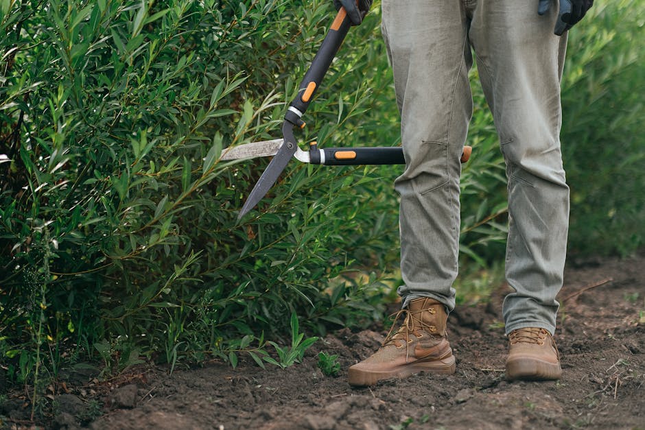 A gardener in beige work trousers and sturdy brown boots is trimming the dense, green foliage of shrubs with a pair of hedge shears. The garden features a well-maintained lawn with trimmed grass and a narrow, cleared path with dark, moist soil. Surrounding the area are various plants and bushes, some with broad leaves, creating a lush, vibrant environment. The gardener's hands are visible, actively engaged in hedge trimming, which is part of regular garden maintenance and landscaping work. In the background, sunlight filters through the leaves, providing natural lighting, while gardening tools rest nearby. This scene exemplifies typical outdoor care associated with lawn care, hedge trimming, and general garden upkeep, as offered by Gardeners Haringey.