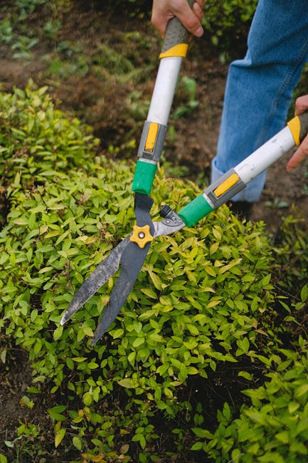 A gardener in beige work trousers and sturdy brown boots is trimming the dense, green foliage of shrubs with a pair of hedge shears. The garden features a well-maintained lawn with trimmed grass and a narrow, cleared path with dark, moist soil. Surrounding the area are various plants and bushes, some with broad leaves, creating a lush, vibrant environment. The gardener's hands are visible, actively engaged in hedge trimming, which is part of regular garden maintenance and landscaping work. In the background, sunlight filters through the leaves, providing natural lighting, while gardening tools rest nearby. This scene exemplifies typical outdoor care associated with lawn care, hedge trimming, and general garden upkeep, as offered by Gardeners Haringey.