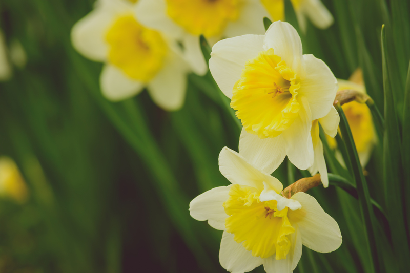 Hedge trimming hedge pruning