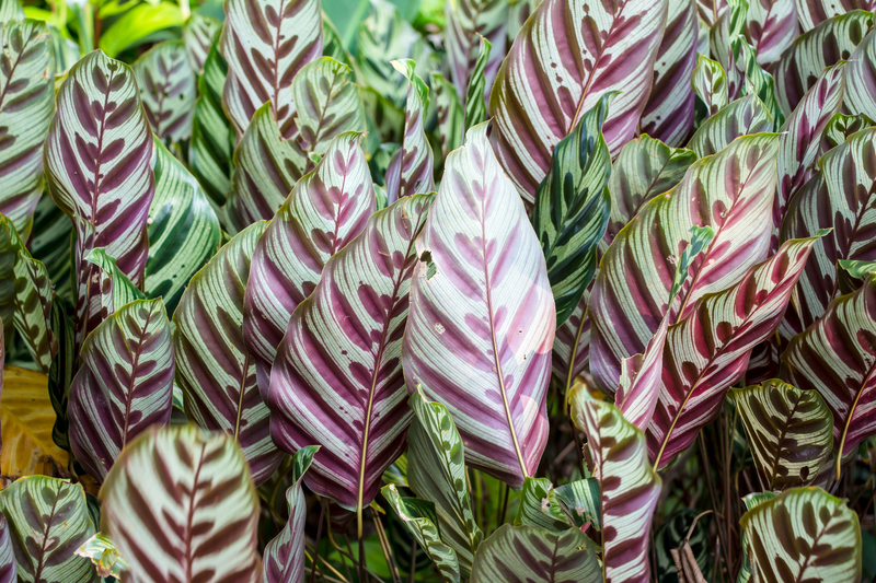 Hedge trimming hedge pruning