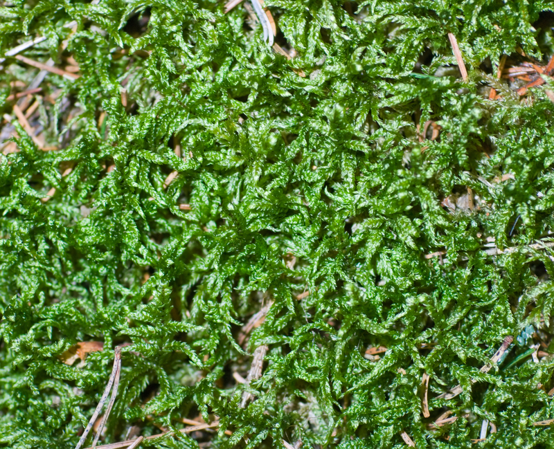 garden Hedges